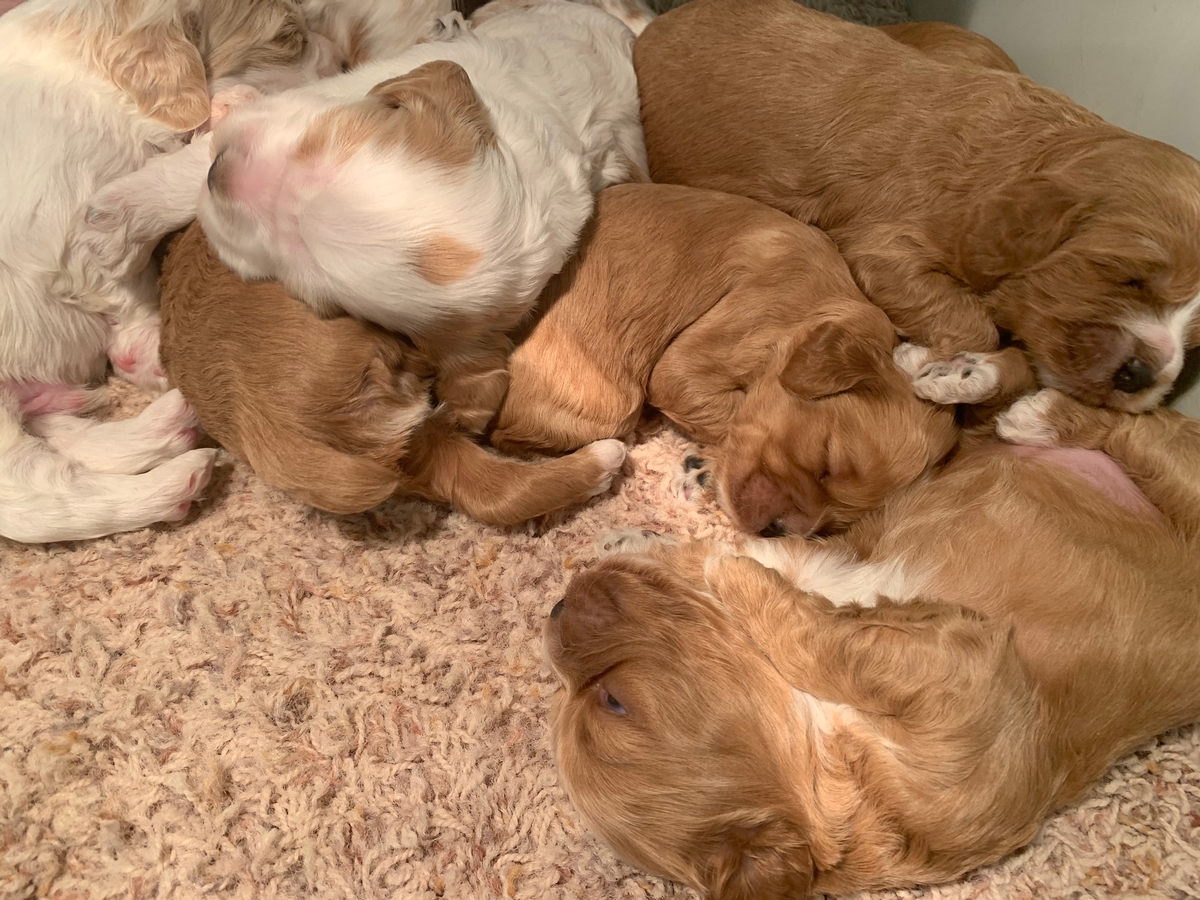 Red and White Cockapoo Puppies for Sale, F1 Breeding DOB 11-30-2019 $975
